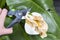 Mature woman hand using shears to cut wilted arum flower