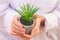 Mature woman hands holding growing plant cactus succulent in gray pot. Protection, progress, care and attention concept. Planting