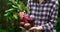 Mature woman holding beetroot vegetable 4k