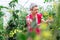 Mature woman picking tomato in greenhouse