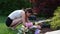 Mature woman planting yellow flowers