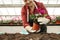 Mature woman potting flower in greenhouse