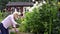 Mature woman at work planting flowers in garden at home