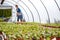 Mature Woman Working In Garden Center Watering Plants In Greenhouse