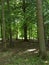 mature woodland oak trees keeping a good social distance