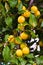 Mature yellow cherry plum (Prunus cerasifera)