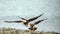 Mature and young american bald eagles flying low over shore in coastal Alaska USA