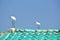 Mature and young Great White Egrets on roof