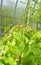 Matured green leaf lettuce