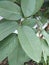 Matured green leaves of guava fruit tree