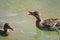 Matured mallard ducklings with their mother-duck swim in the water of the lake. The mother duck gives alarm signals.