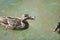 Matured mallard ducklings with their mother-duck swim in the water of the lake. The mother duck gives alarm signals. Wild birds