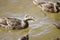 Matured mallard ducklings with their mother-duck swim in the water of the lake. The mother duck gives alarm signals. Wild birds