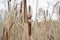 Matured and opening cattail inflorescence from which a lot of fluf