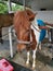 A matured pony getting ready for its ride