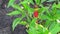Matured red pepper among green leaves of seedling