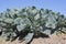 Maturing Cauliflower Crop