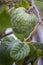 Maturing Cherimoya fruit in the Annona cherimola tree species, it is native to Central America and widely cultivated