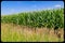 Maturing Corn maize field with corn ears, silk and tassels