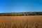 Maturing field of soybeans in the golden afternoon autumn sun.