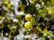 Maturing gooseberries on a Bush