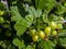 Maturing gooseberries on a Bush