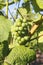 Maturing Green Grapes