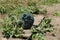 A maturing green watermelon on a private plot on a bright sunny day