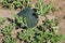 A maturing green watermelon on a private plot on a bright sunny day