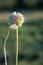 Maturing Onion seeds garlic on a natural blurred background.