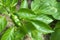 Maturing pepper on a branch