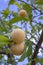 Maturing plum, a fruit from the Prunus domestica deciduous tree species, it may have been one of the first fruits cultivated