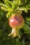 Maturing pomegranate fruit, species Punica granatum, a deciduous shrub cultivated since ancient times throughout the Mediterranean