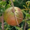 Maturing pomegranate, species Punica granatum, fruit closeup on shrub in the garden.