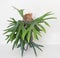 Maturing Staghorn Fern with Large 12 Inch Frond, Front View