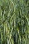 Maturing triticale ear in summer