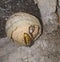 Maturing wasp nest built under the eaves