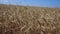 Maturing wheat ears, maturing wheat plant, dried harvest ready wheat plant