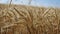 Maturing wheat ears, maturing wheat plant, dried harvest ready wheat plant