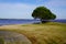 Maubuisson lake green grass beach in  Carcans Gironde Aquitaine france