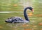 Maui black swan