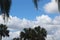 Maui Blue Sky, with White Puffy Clouds & Green Palm Trees