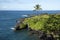 Maui coastal palm tree along the black rocky coast.