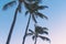 Maui - Coconut Palms Sway In The Gentle Trade Winds At Sunset