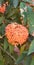 Maui Red Ixora Coccinea Flowers on Green Leaves Background