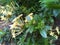 Maui Yellow\' Ixora is a compact evergreen shrub
