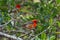 Mauritius Fody bird, foudia rubria, perched on a palm leaf, Mauritius