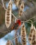 Mauritius fody dwarfed by large seeds