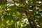 Mauritius fody perched on a large tree