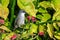 Mauritius grey white eye bird, zosterops mauritianus, Surinam, Mauritius